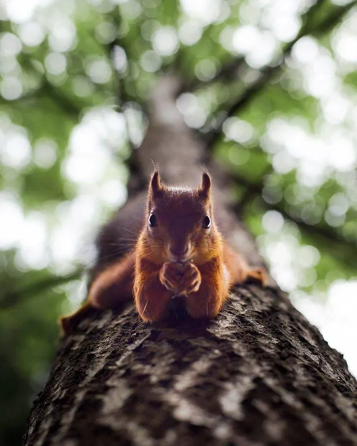 Photographer Shoots Finnish Forest Animals Like They’re Professional Models, And We Can't Stop Looking At Them