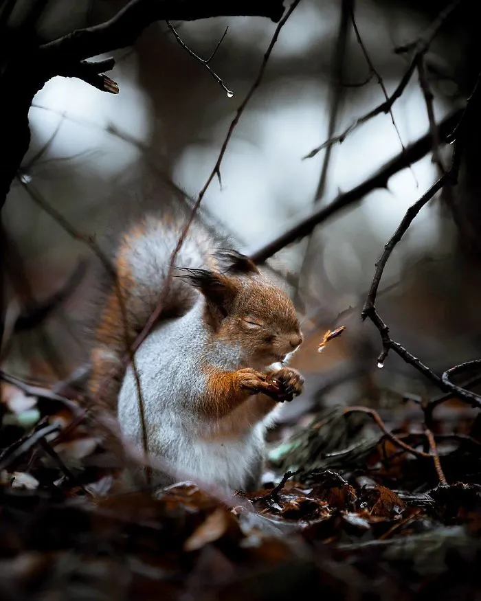 Photographer Shoots Finnish Forest Animals Like They’re Professional Models, And We Can't Stop Looking At Them