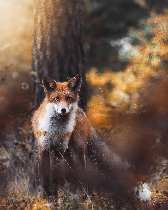 Photographer Shoots Finnish Forest Animals Like They’re Professional Models, And We Can't Stop Looking At Them