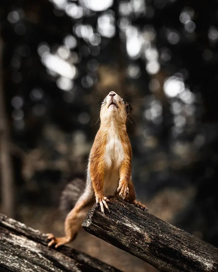 Photographer Shoots Finnish Forest Animals Like They’re Professional Models, And We Can't Stop Looking At Them