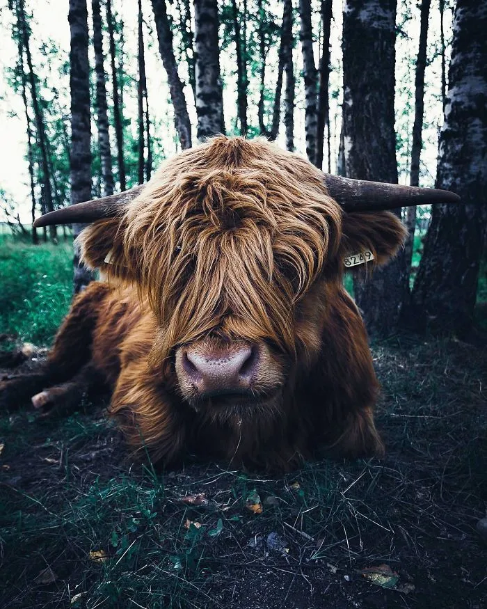 Photographer Shoots Finnish Forest Animals Like They’re Professional Models, And We Can't Stop Looking At Them
