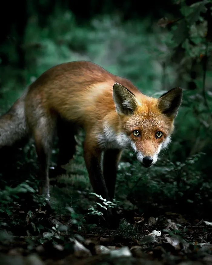 Photographer Shoots Finnish Forest Animals Like They’re Professional Models, And We Can't Stop Looking At Them