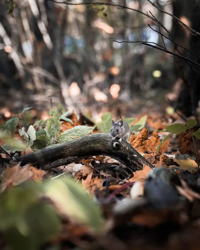 Photographer Shoots Finnish Forest Animals Like They’re Professional Models, And We Can't Stop Looking At Them