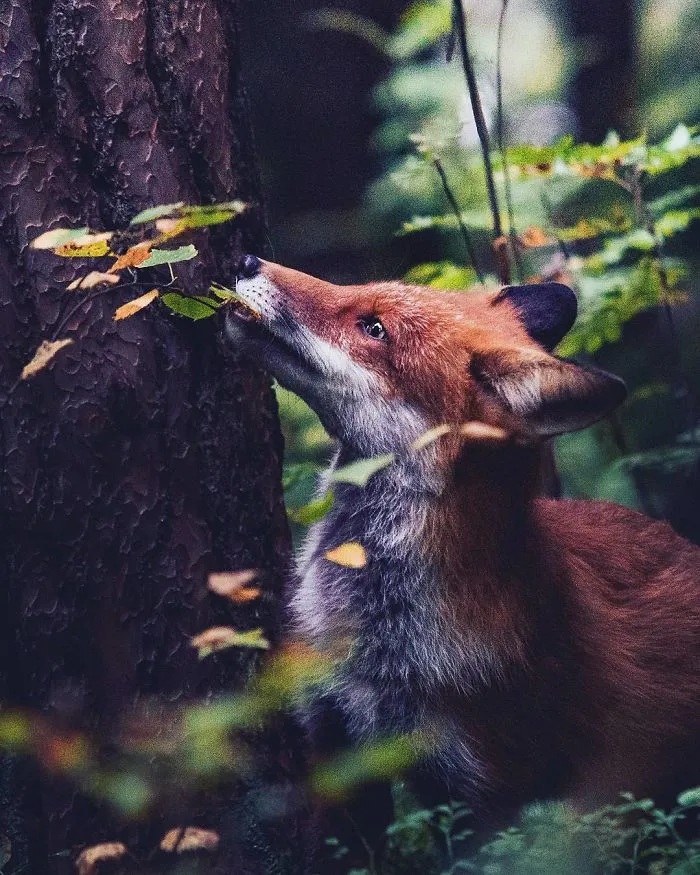 Photographer Shoots Finnish Forest Animals Like They’re Professional Models, And We Can't Stop Looking At Them