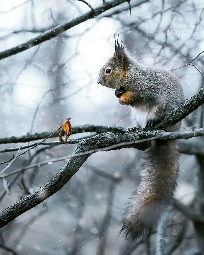 Photographer Shoots Finnish Forest Animals Like They’re Professional Models, And We Can't Stop Looking At Them