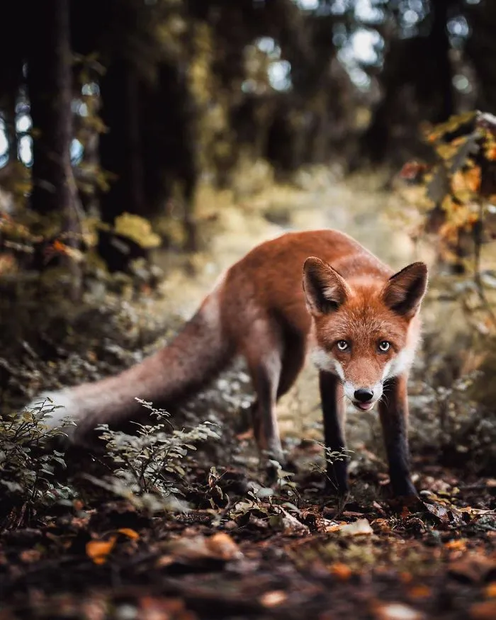 Photographer Shoots Finnish Forest Animals Like They’re Professional Models, And We Can't Stop Looking At Them