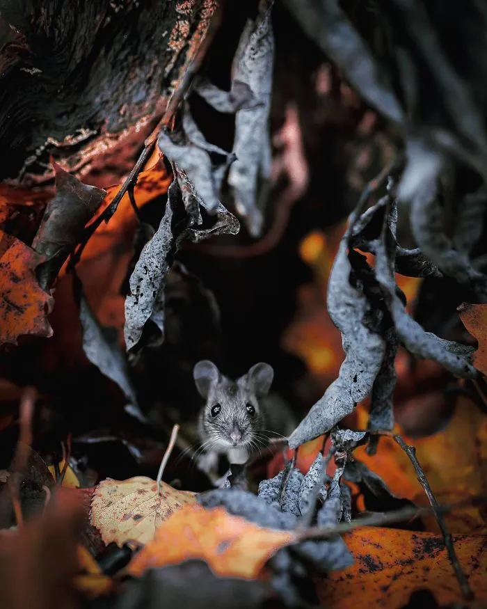Photographer Shoots Finnish Forest Animals Like They’re Professional Models, And We Can't Stop Looking At Them