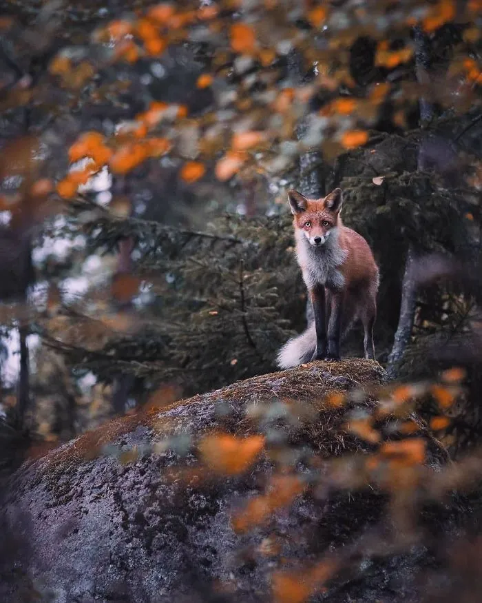 Photographer Shoots Finnish Forest Animals Like They’re Professional Models, And We Can't Stop Looking At Them