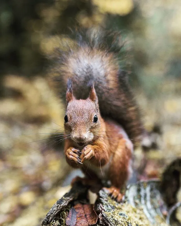 Photographer Shoots Finnish Forest Animals Like They’re Professional Models, And We Can't Stop Looking At Them