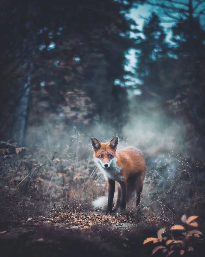 Photographer Shoots Finnish Forest Animals Like They’re Professional Models, And We Can't Stop Looking At Them