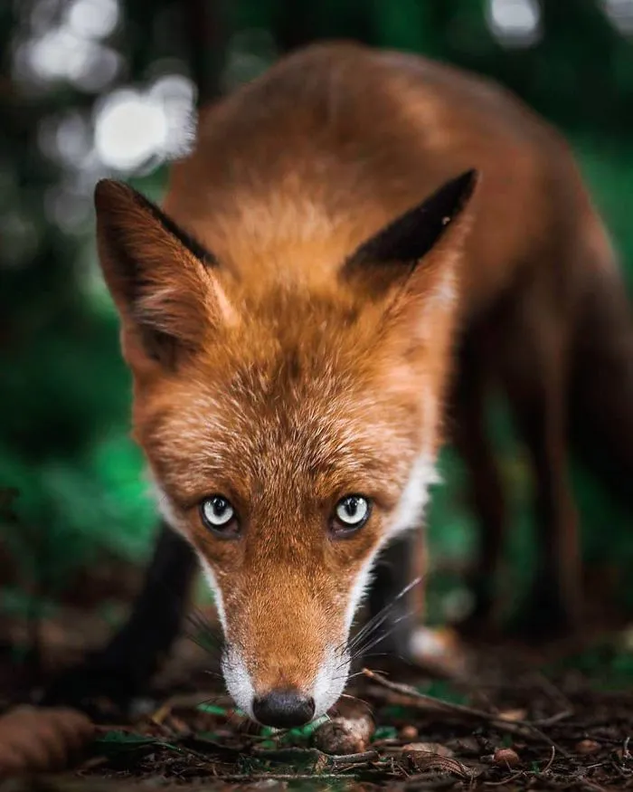 Photographer Shoots Finnish Forest Animals Like They’re Professional Models, And We Can't Stop Looking At Them