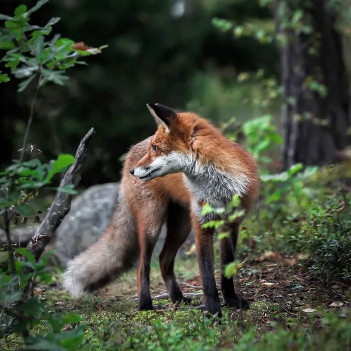 Photographer Shoots Finnish Forest Animals Like They’re Professional Models, And We Can't Stop Looking At Them
