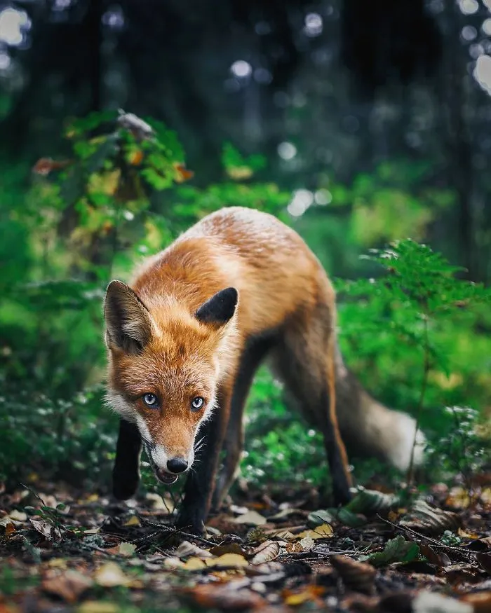 Photographer Shoots Finnish Forest Animals Like They’re Professional Models, And We Can't Stop Looking At Them