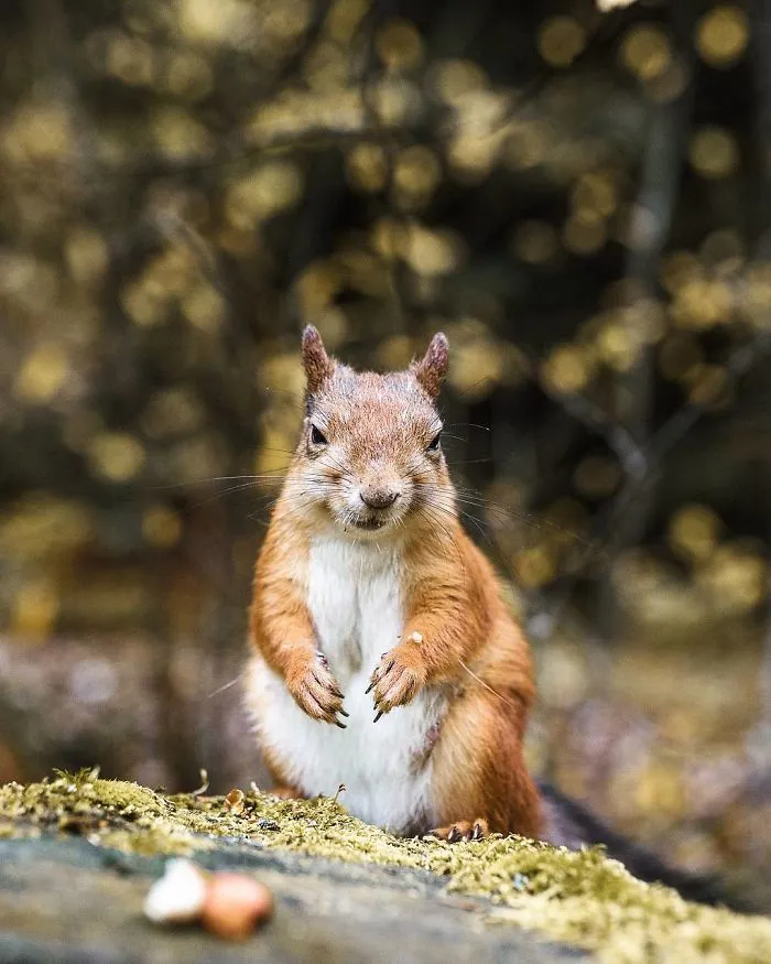 Photographer Shoots Finnish Forest Animals Like They’re Professional Models, And We Can't Stop Looking At Them