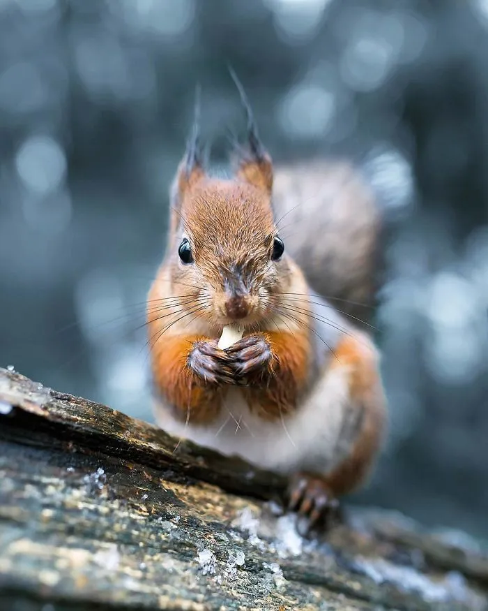 Photographer Shoots Finnish Forest Animals Like They’re Professional Models, And We Can't Stop Looking At Them