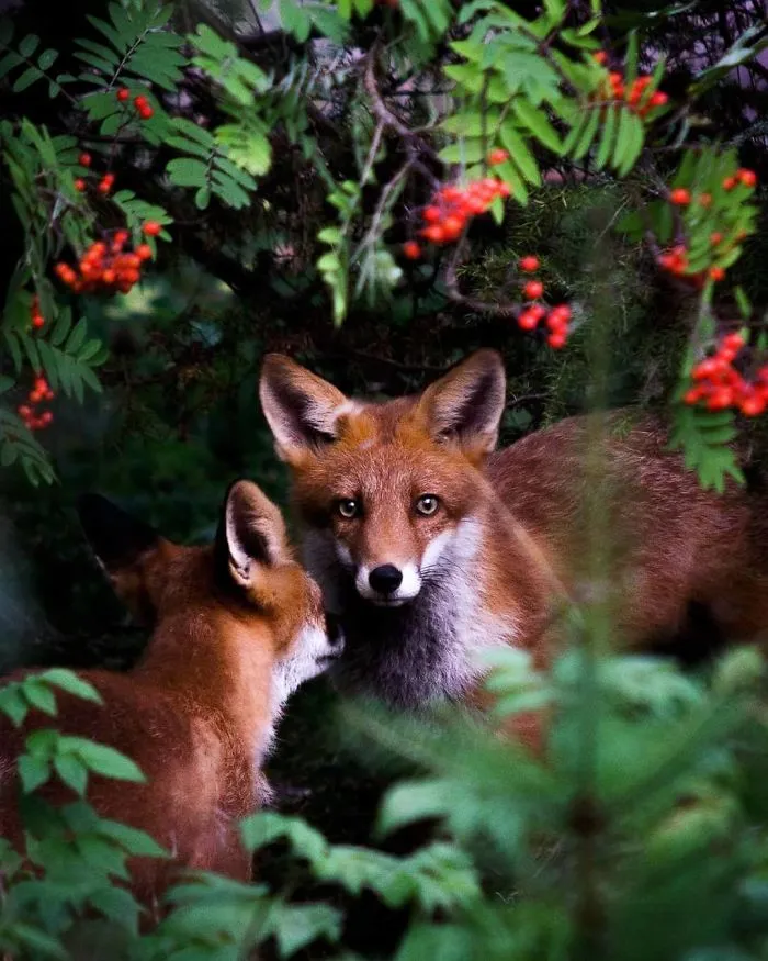 Photographer Shoots Finnish Forest Animals Like They’re Professional Models, And We Can't Stop Looking At Them