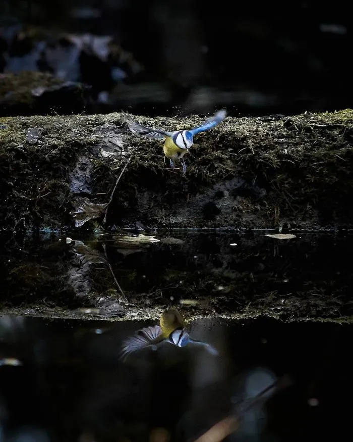 Photographer Shoots Finnish Forest Animals Like They’re Professional Models, And We Can't Stop Looking At Them