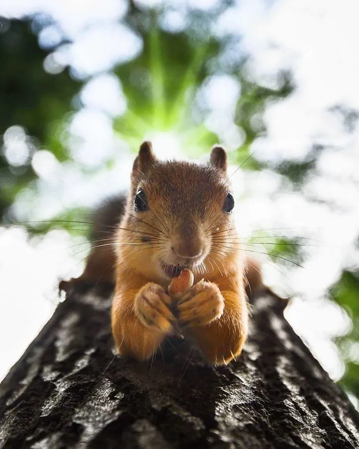 Photographer Shoots Finnish Forest Animals Like They’re Professional Models, And We Can't Stop Looking At Them