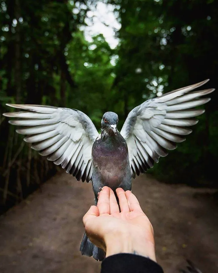 Photographer Shoots Finnish Forest Animals Like They’re Professional Models, And We Can't Stop Looking At Them