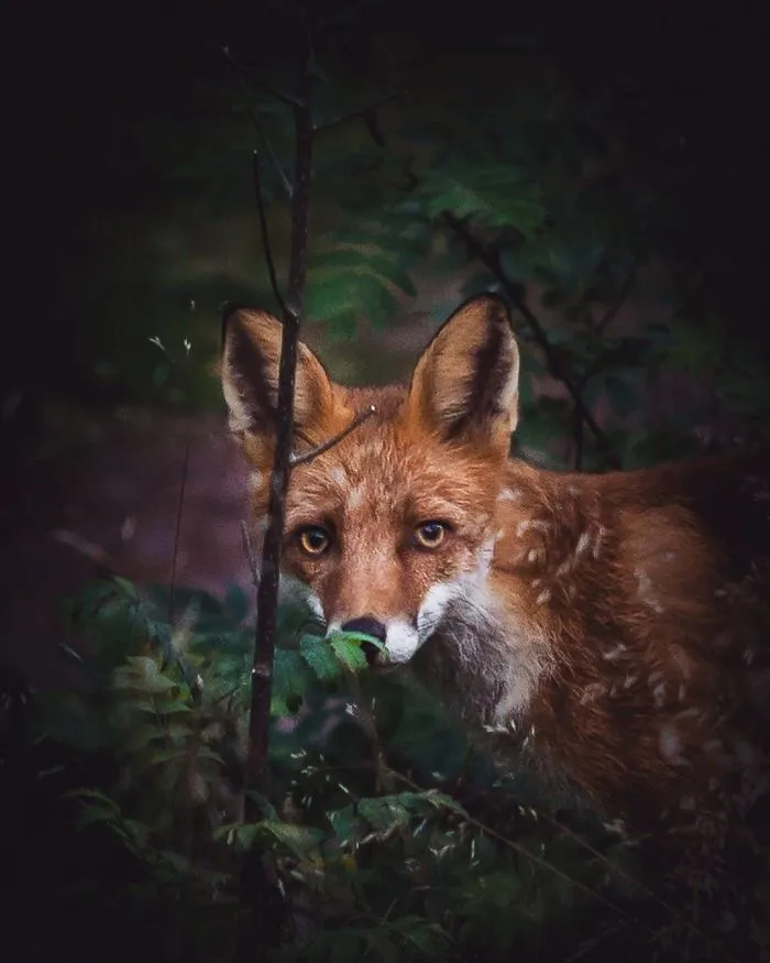 Photographer Shoots Finnish Forest Animals Like They’re Professional Models, And We Can't Stop Looking At Them