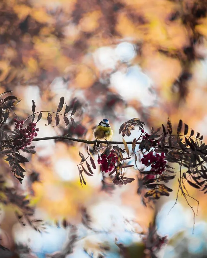 Photographer Shoots Finnish Forest Animals Like They’re Professional Models, And We Can't Stop Looking At Them