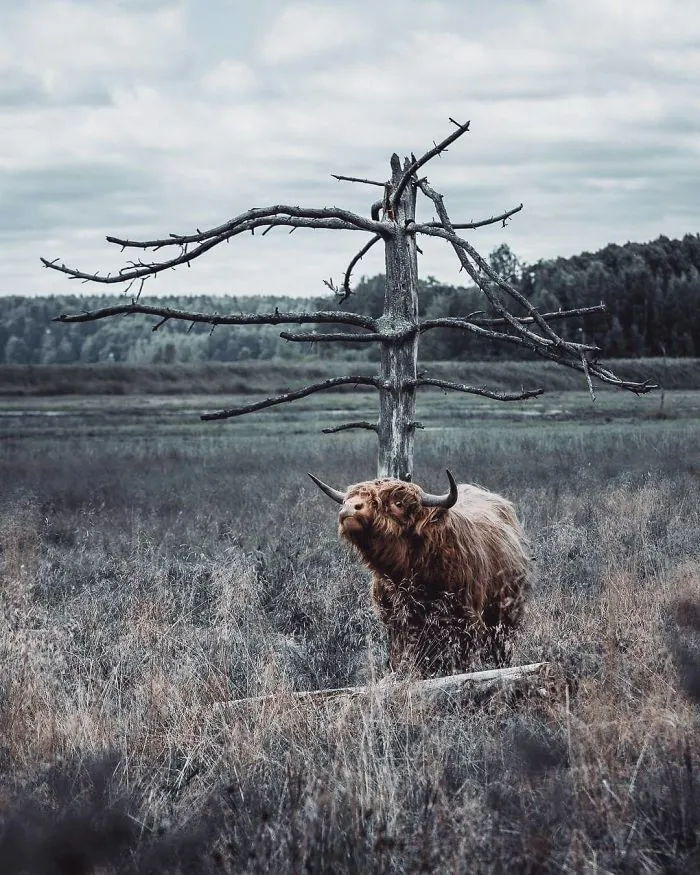 Photographer Shoots Finnish Forest Animals Like They’re Professional Models, And We Can't Stop Looking At Them