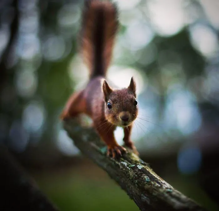 Photographer Shoots Finnish Forest Animals Like They’re Professional Models, And We Can't Stop Looking At Them