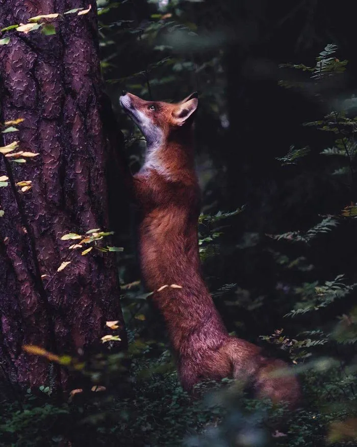 Photographer Shoots Finnish Forest Animals Like They’re Professional Models, And We Can't Stop Looking At Them