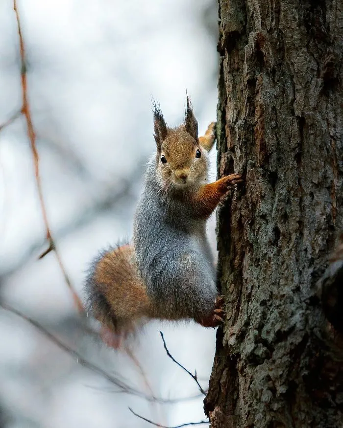 Photographer Shoots Finnish Forest Animals Like They’re Professional Models, And We Can't Stop Looking At Them