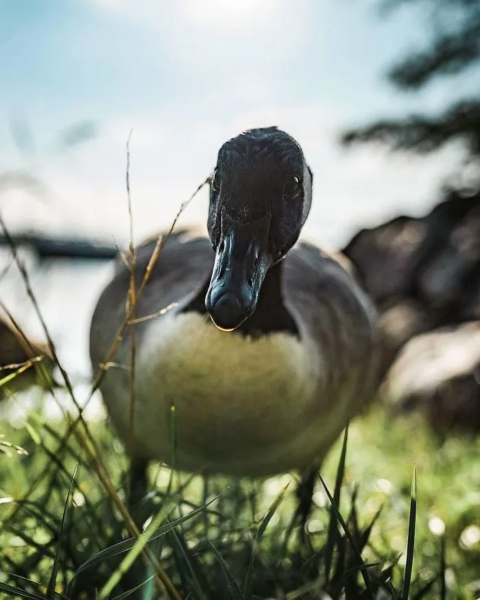 Photographer Shoots Finnish Forest Animals Like They’re Professional Models, And We Can't Stop Looking At Them