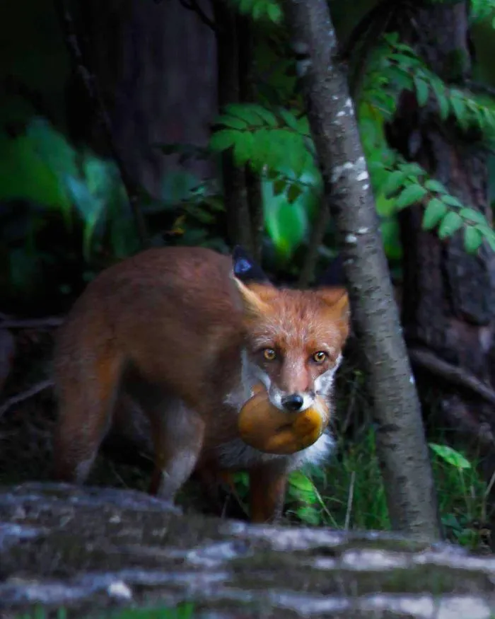 Photographer Shoots Finnish Forest Animals Like They’re Professional Models, And We Can't Stop Looking At Them