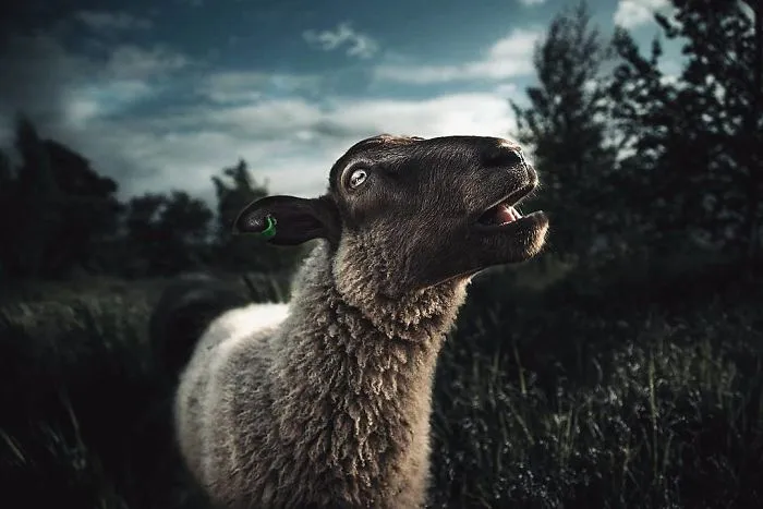 Photographer Shoots Finnish Forest Animals Like They’re Professional Models, And We Can't Stop Looking At Them