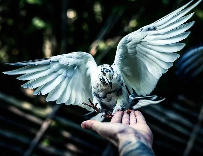 Photographer Shoots Finnish Forest Animals Like They’re Professional Models, And We Can't Stop Looking At Them