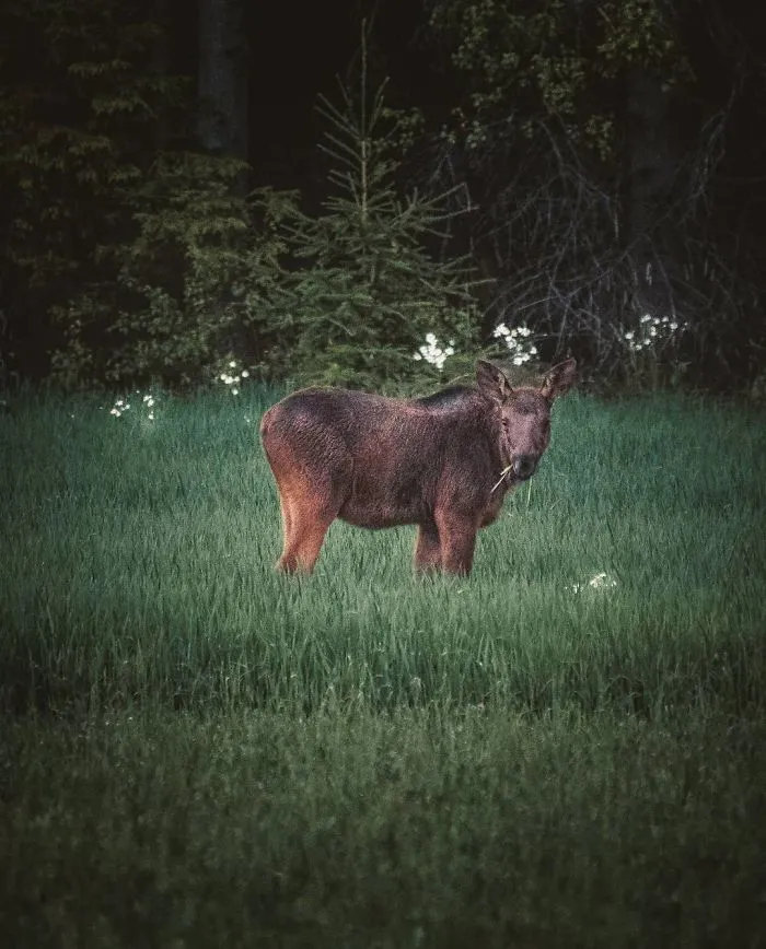 Photographer Shoots Finnish Forest Animals Like They’re Professional Models, And We Can't Stop Looking At Them