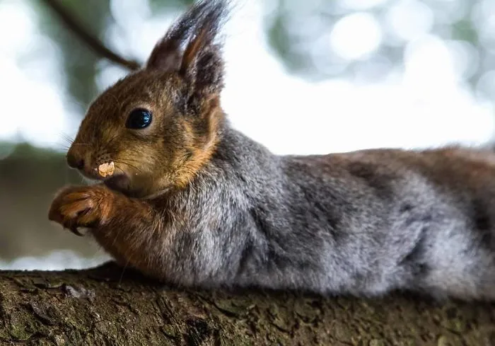 Photographer Shoots Finnish Forest Animals Like They’re Professional Models, And We Can't Stop Looking At Them