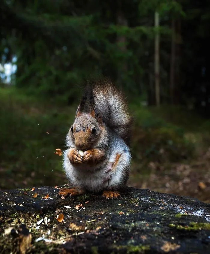 Photographer Shoots Finnish Forest Animals Like They’re Professional Models, And We Can't Stop Looking At Them