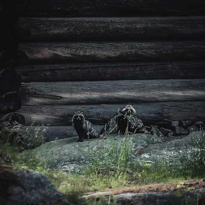 Photographer Shoots Finnish Forest Animals Like They’re Professional Models, And We Can't Stop Looking At Them