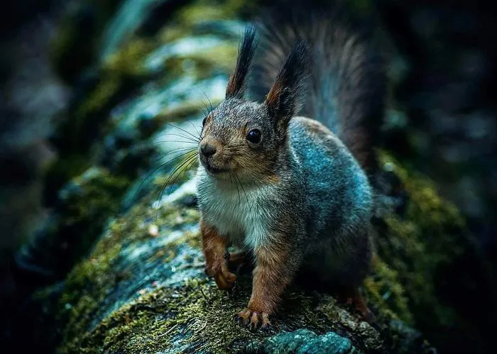 Photographer Shoots Finnish Forest Animals Like They’re Professional Models, And We Can't Stop Looking At Them