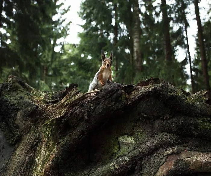 Photographer Shoots Finnish Forest Animals Like They’re Professional Models, And We Can't Stop Looking At Them
