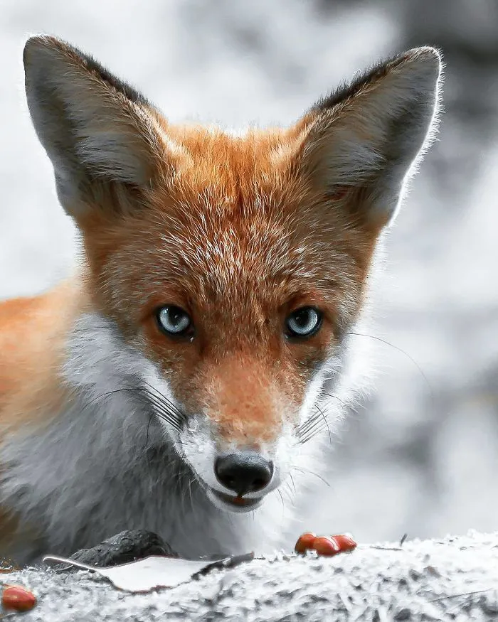 Photographer Shoots Finnish Forest Animals Like They’re Professional Models, And We Can't Stop Looking At Them