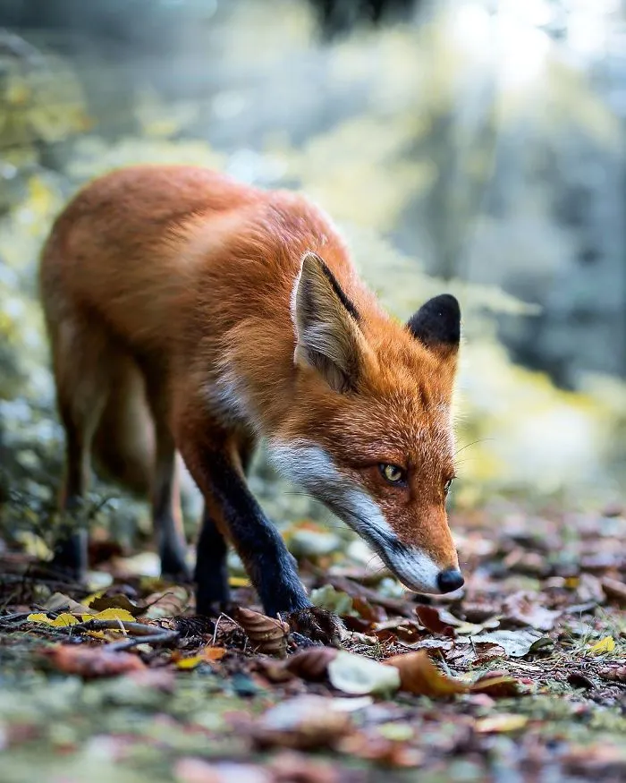Photographer Shoots Finnish Forest Animals Like They’re Professional Models, And We Can't Stop Looking At Them