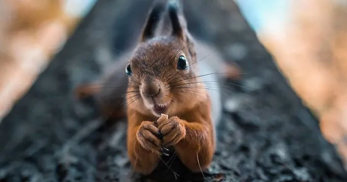 Photographer Shoots Finnish Forest Animals Like They’re Professional Models, And We Can't Stop Looking At Them