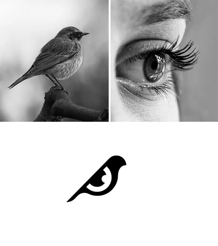 Bird Vision