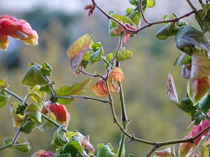 Autumn Leaves In Athens, Greece