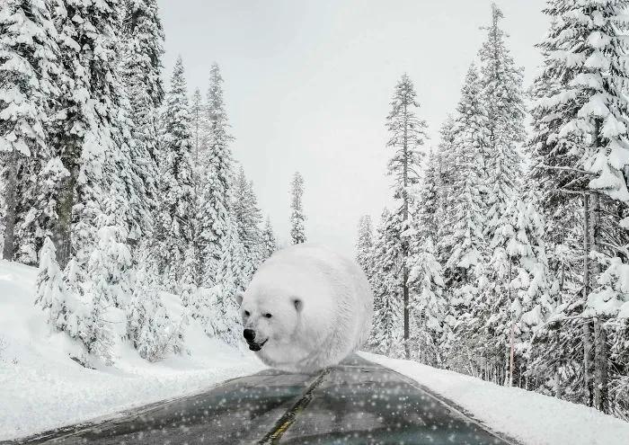 What If All Animals Were Round