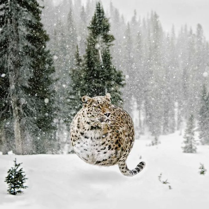 What If All Animals Were Round