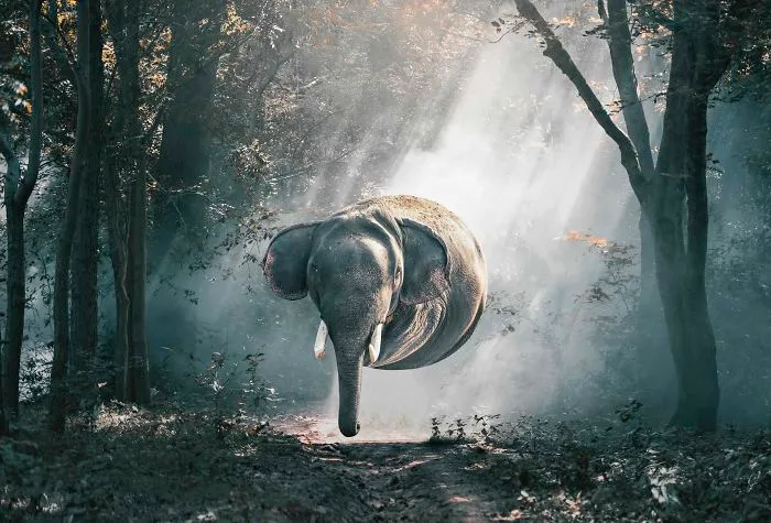 What If All Animals Were Round