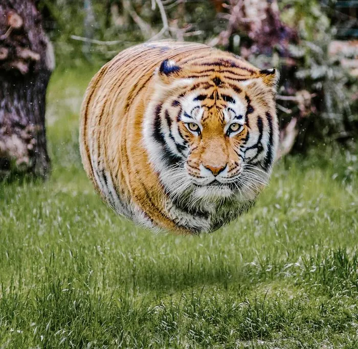 What If All Animals Were Round