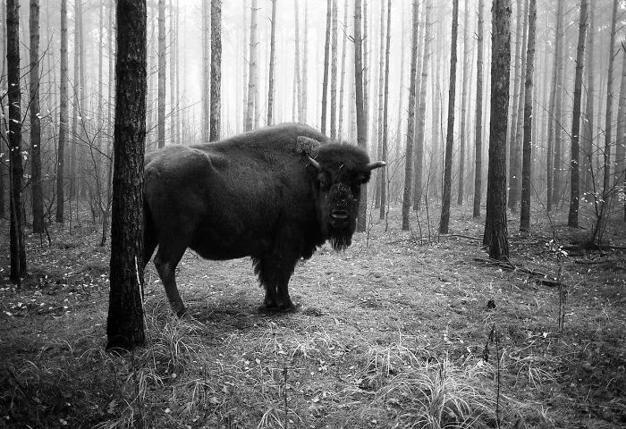 I "Free" Zoo Animals By Bringing Them Back To The Forest With Photoshop