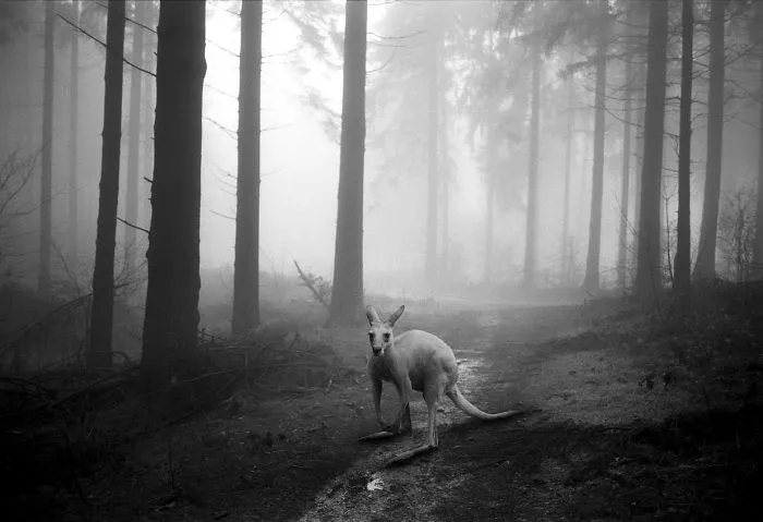 I "Free" Zoo Animals By Bringing Them Back To The Forest With Photoshop